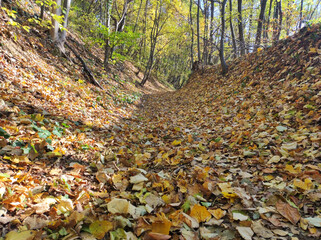 Fruska Gora forest in colorful autumn colors