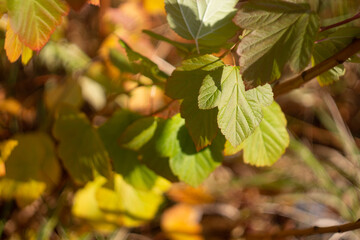 Autumn leaves nature Russia yellow red green bokeh