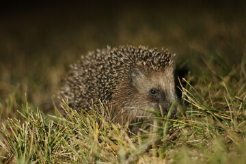 Igel / Erinaceidae