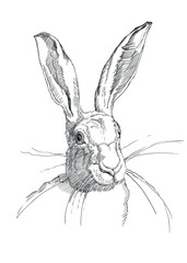 realistic portrait of a rabbit, a sketch by hand