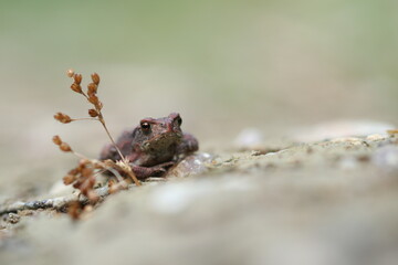 Erdkr&ouml;te (Jungtier) / bufo bufo 