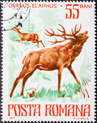 Romania - circa 1977: A post stamp printed in Romania with Red Deer (Cervus elaphus)