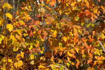 Autumn leaves nature Russia yellow red green bokeh