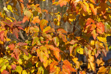 Autumn leaves nature Russia yellow red green bokeh