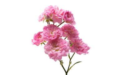 Fototapeta na wymiar small pink rose isolated