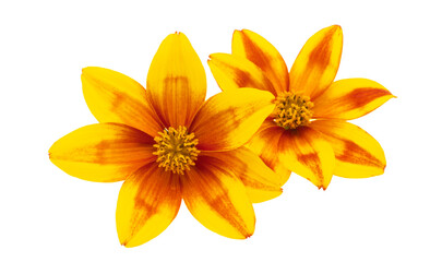 Obraz premium Bidens isolated