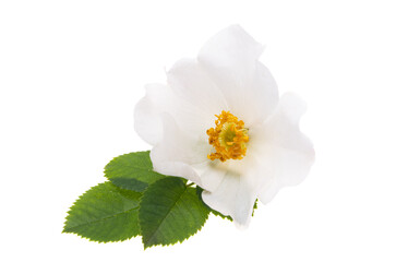 white wild rose isolated