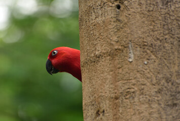 Female Eclectus roratus, The eclectus parrot relaxing in her nest in the conservation forest