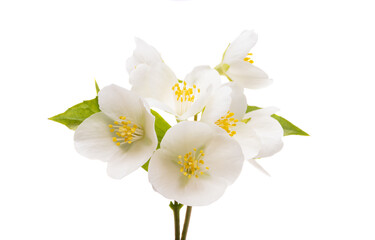 jasmine flowers isolated