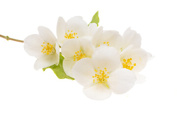 Fototapeta na wymiar jasmine flowers isolated