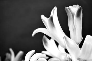 detail of white hyacinth flowers