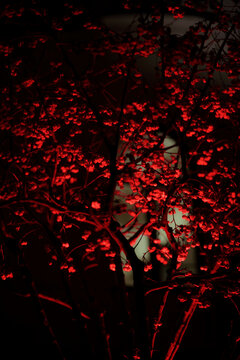 Tree in magical red light from below
