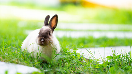 White rabbit with brown fur is in green grass. Empty space.