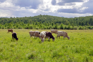 cows walk in the meadow and eat grass
