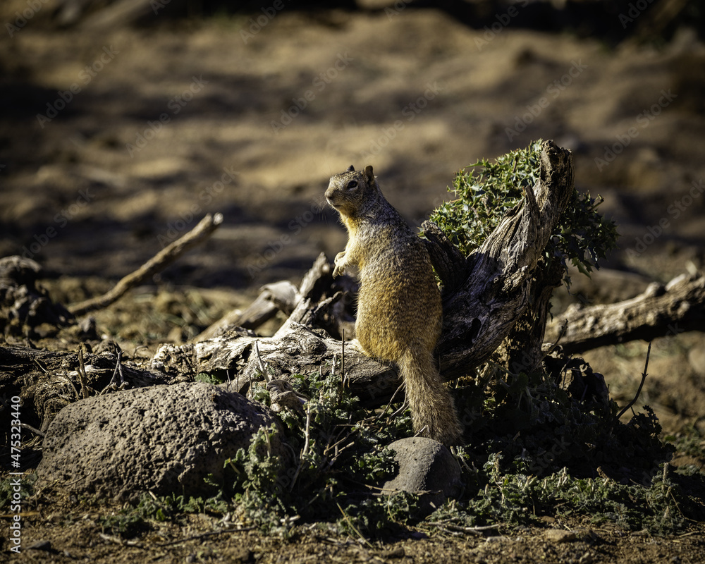 Canvas Prints shallow focus of a cute brown squirrel