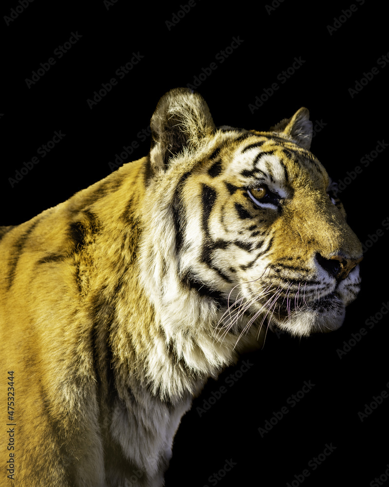 Wall mural Closeup of a Bengal tiger