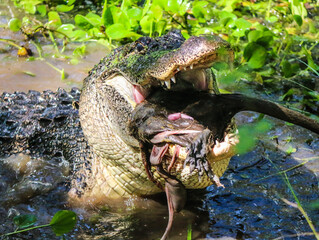 Closeup shot of an alligator with a prey nutria rat in its mouth