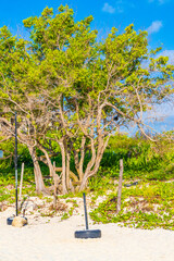 Tropical plants at natural beach forest Playa del Carmen Mexico.