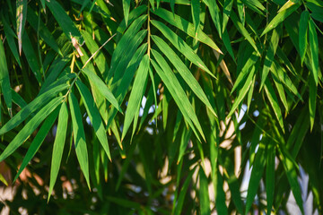 Focus green bamboo leaves background with space for text.