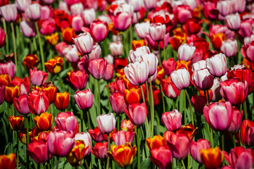 red and pink tulips close up postcard