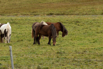 Naklejka na ściany i meble Icelandic horses in the harsh windy landscape .
