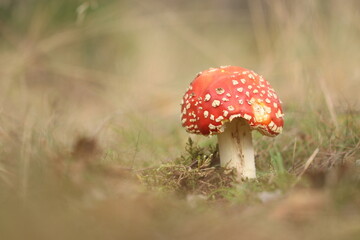 Fliegenpilz / Fly agaric / Amanita muscaria 