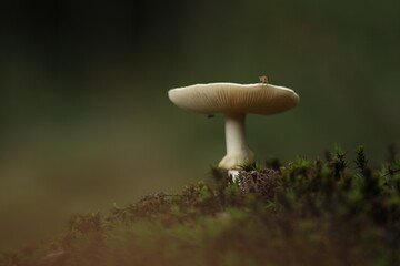 Knollenbl&auml;tterpilz / Gelber Knollenbl&auml;tterpilz 