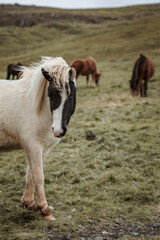 Fototapeta na wymiar Icelandic horses in the harsh windy landscape .