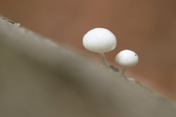 Buchenschleimr&uuml;blinge / Oudemansiella mucida / R&uuml;blinge / Pilze 