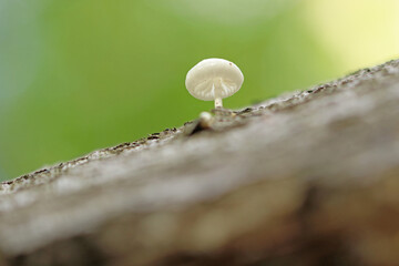 Buchenschleimr&uuml;blinge / Oudemansiella mucida / R&uuml;blinge / Pilze 