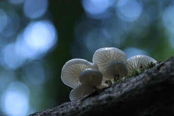 Buchenschleimrüblinge / Oudemansiella mucida / Rüblinge / Pilze 