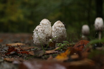 Schopftintlinge / Tintlinge / Herbstpilze