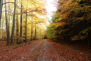 Herbstwald / Mischwald