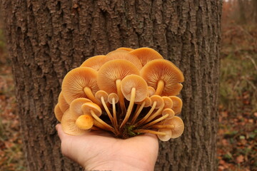 Samtfu&szlig;r&uuml;blinge / Winterpilze / Pilze im Winter 