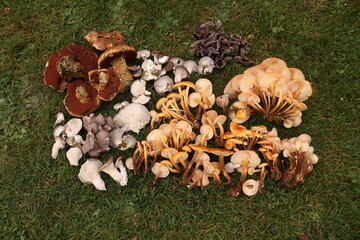 Winterpilze / Pilze sammeln