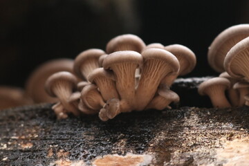 Austernseitlinge / Pleurotus ostreatus / oyster mushroom