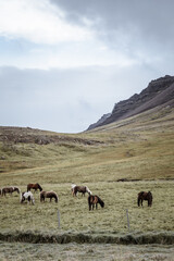 Fototapeta premium Icelandic horses in the harsh windy landscape .