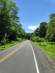 Fototapeta premium Straße in den Dschungel