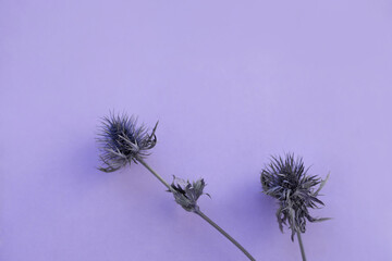 thistle flowers on purple very peri background