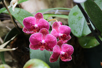 Closeup shot of blooming pink orchid flowers
