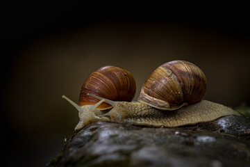 Schnecke