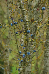 Hochformat: Schlehen / Blaue Früchte des Schlehdorn (lat.: Prunus spinosa) an einem kahlen Zweig