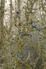 Hochformat: Schlehen  bei Herbstnebel an einem Baum / Früchte des Schlehdorn (lat.: Prunus spinosa)
