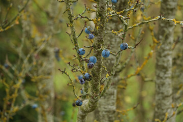 Blaue Schlehen / Früchte des Schlehdorn (lat.: Prunus spinosa) an einem Zweig