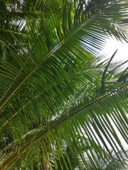 Fototapeta premium Tropenblätter