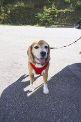 ビーグル犬