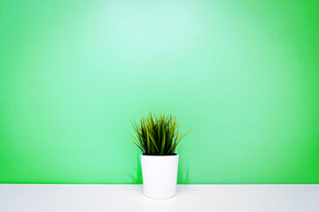 green plant in a white pot against the background of a green wall. copyspace
