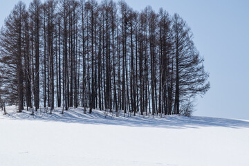 冬の晴れた日のカラマツ林

