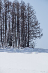 冬の晴れた日のカラマツ林
