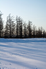 カラマツ林と雪上の影
